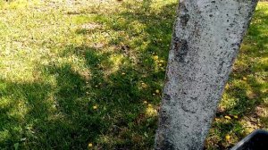Обрабатываю 🌳🌳🌳Плодовые Деревья от Заболеваний!!!👍👍👍 Сильная Засуха. 18 мая 2023г💖.