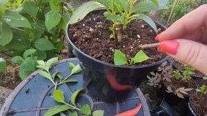 Откуда берутся нулевые побеги у МЕТЕЛЬЧАТОЙ ГОРТЕНЗИИ 🌿 Давайте разберемся 🤔🤔🤔Мое видение