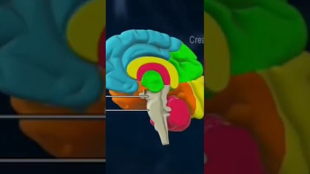 the central nervous system . humne brain animated video смотреть онлайн