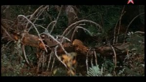 Подарок черного колдуна 1978 фильм-сказка