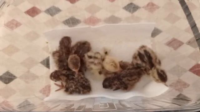 Están naciendo pollitos de Codorniz смотреть онлайн