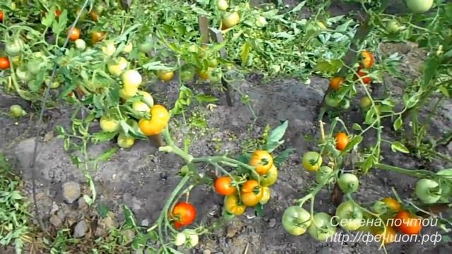 Сорта помидоров которые выращиваю каждый год и всегда с урожаем