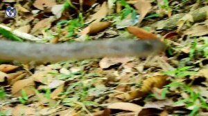 BREAKING HEART/ Bad Dana hit seriously on Jessie , Cried hurt very loudly cos mother not protect.