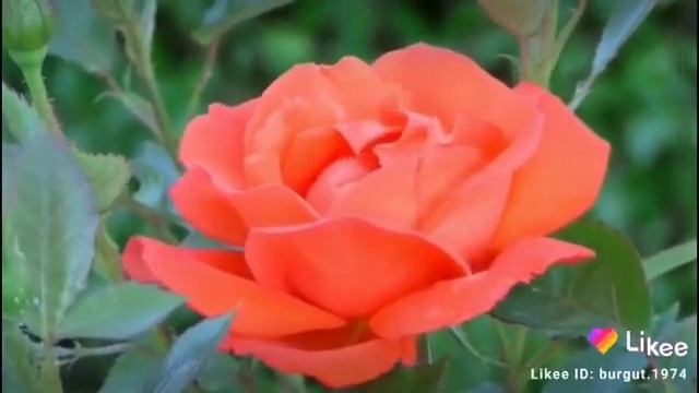 живой цветы. смотреть онлайн