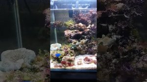 Цианка после переезда,цианобактерии в морском аквариуме. восстановление аквариума