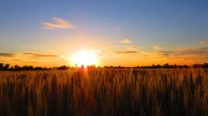 4460098-hd_1920_1080_30fps