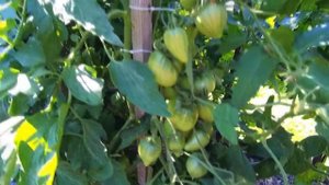 Томат Сердце Быка из Иерусалима купленного случайно на рынке