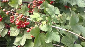 Красная Смородина