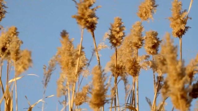 Отдашь мне своего жениха и быстро Иначе,я тебе такую жизнь устрою, что сильно пожалеешь, сестри смотреть онлайн