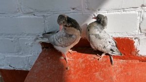 #PIGEONS. Обзор бакинских бойных голубят