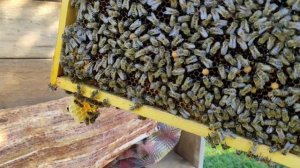 обломился с карниолой