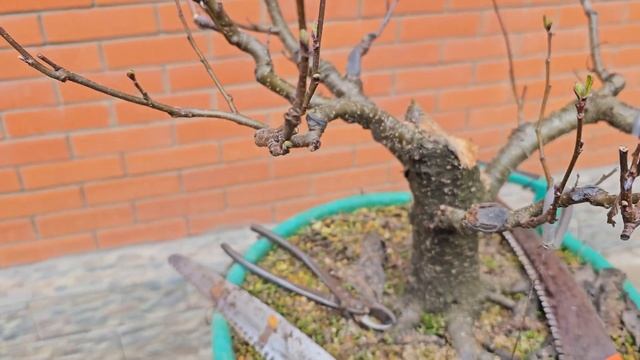 Новый скелет для Ольхи чёрной / кардинальное решение @Studio.Bonsai