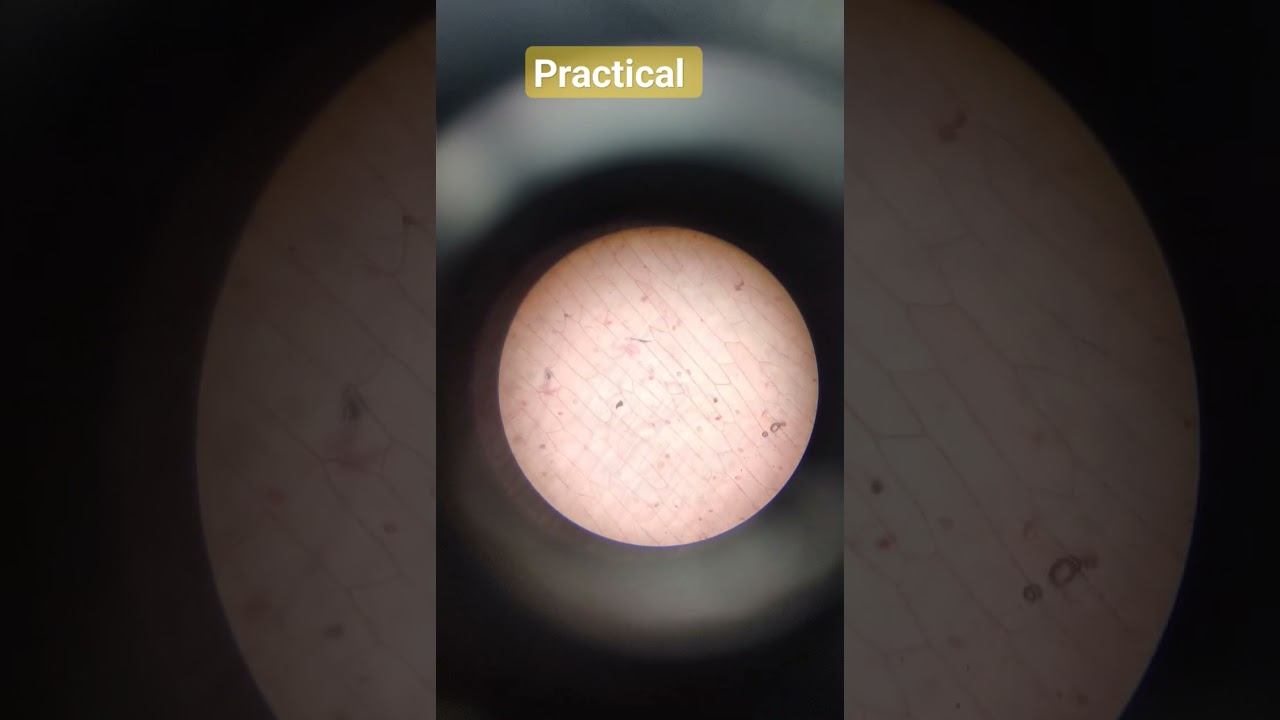 plant cell structure with help of epidermal peal mount of Onion 🧅#nepsyllabus #bsc#bscbiotechnology