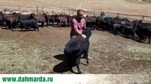 Кучкары гиссарской породы перед запуском их к овцематкам,  рассказ Ходжи Мирзокарима