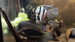 Уару и салат.