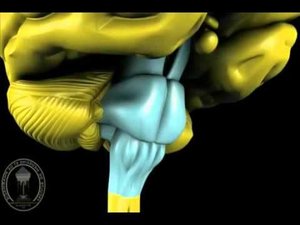 Ретикулярная формация