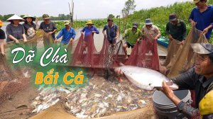 SAPA TV XUYÊN VIỆT (Tập 48 ) DỠ CHÀ BẮT CÁ KIỂU MIỀN TÂY VÀ ĐI CHỢ PHIÊN ĐỘC NHẤT VÔ NHỊ Ở ĐỒNG THÁ