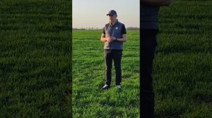 Гербицидная защита зерновых против двудольных сорняков