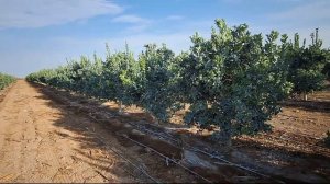 Mandarina W. Murcott o NADORCOTT enero 2024