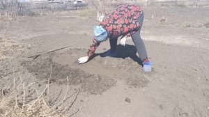 Как я сажаю арбузы в Сибири в открытый грунт в начале мая прямо в землю.