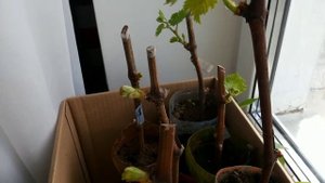 Самый простой кильчеватор для винограда