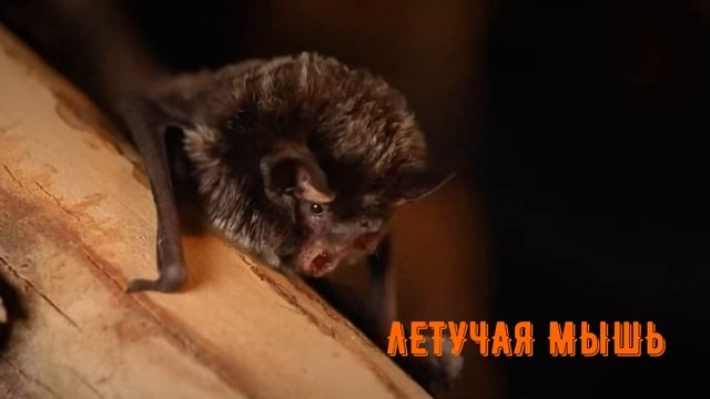 ПРИЗНАКИ ЖИВОЙ МАТЕРИИ-№6 РИТМИЧНОСТЬ