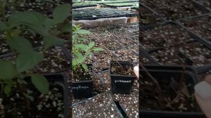 Получили посылку с гортензией, что делать дальше? Рекомендации!