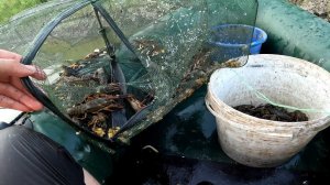 Раколовки полные рыбы и раков, ставок своими руками