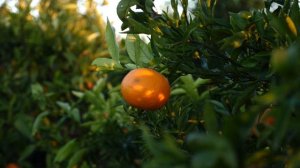 3596844-uhd_3840_2160_25fps