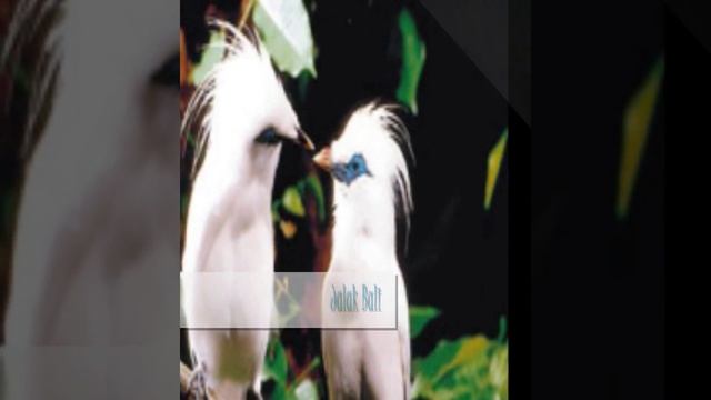 Flora Fauna Movie.wmv смотреть онлайн