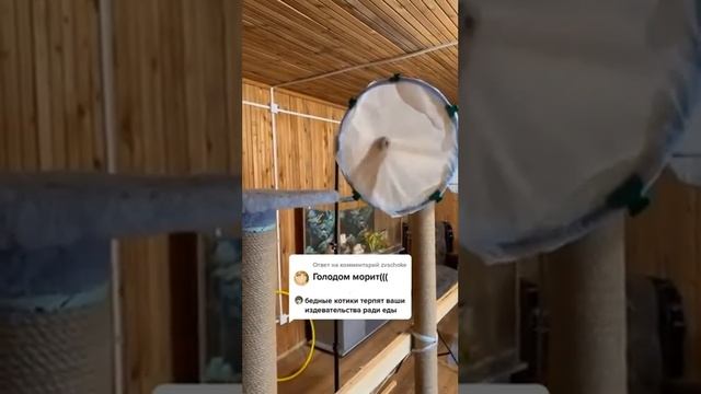 Проверка голодом 😻 #умныйкот (архивное видео)