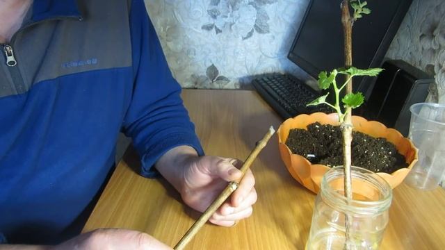Как я учился укоренять виноград смотреть онлайн