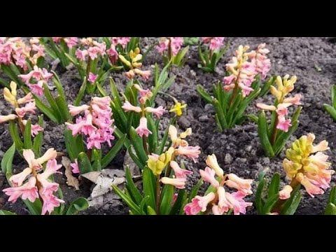 Чернігів лишається містом клумб і дерев