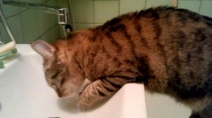 Водохлёб (Cat drinks water out of the mixer)