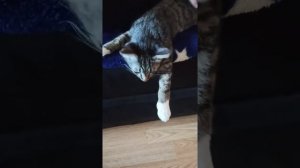 Будем гладить всех мурчащих, тёплых, сонных, настоящих... ♥️