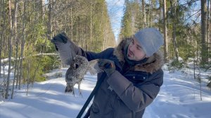 Продолжаем искать рябчика или прогулки в Ленинградской области/grouse hunting/russian hunting-3серия