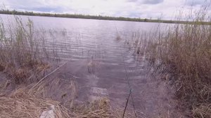 ЛОВЛЯ ЧЕХОНИ НА ФИДЕР. ВСПЛЕСКИ ЗА КАМЫШОМ. ЕЛЕ НАШЛИ МЕСТО