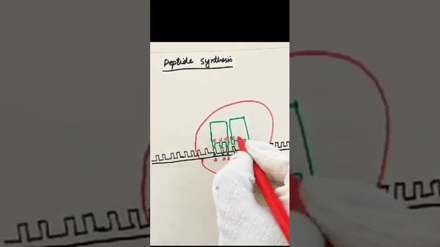 Steps of protein synthesis #proteinsynthesis #rna #translation