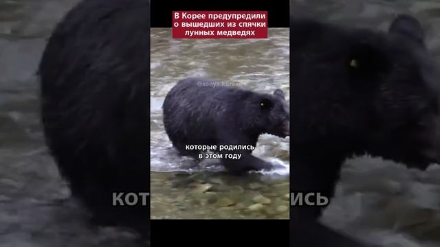 В Корее предупредили о вышедших из спячки лунных медведях