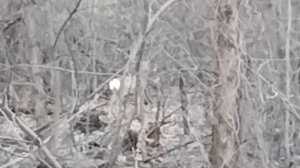 Косули в лесу.1000013707.mp4