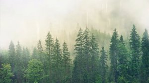 Light Jazz: Rain 30 minutes Smooth Jazz Saxophone Music with Rain very Relaxing