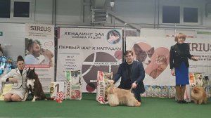 30.11.2024, СПб. Клуб "Кентавр-2", СПб. Выставка собак всех пород "КУБОК ПЕТРА" (САС, ЧФ)