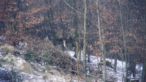 Охота с карабином CZ 557