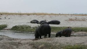 Ботсвана. NP Chobe. Бегемоты. Волоклюи красноклювые.