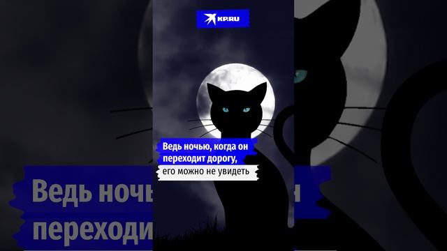 Почему чёрный кот – к несчастью?