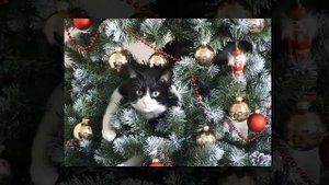 Ксения Ситник Новый год