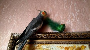 Корелла поет песенку птичке. Corella sings a song to a bird