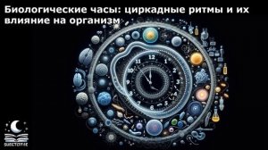 Биологические часы: циркадные ритмы и их влияние на организм