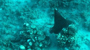 Красное море 2, Шарм-эль-Шейх