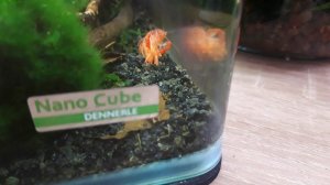 Мексиканский рак , спаривание